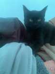 Котенок с горшоком