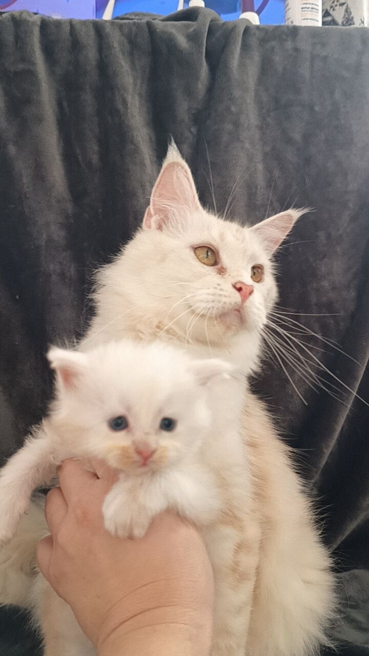 Шикарные котята Мейн Куна в редком окрасе