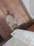 Отдам котенка в хорошую семью
