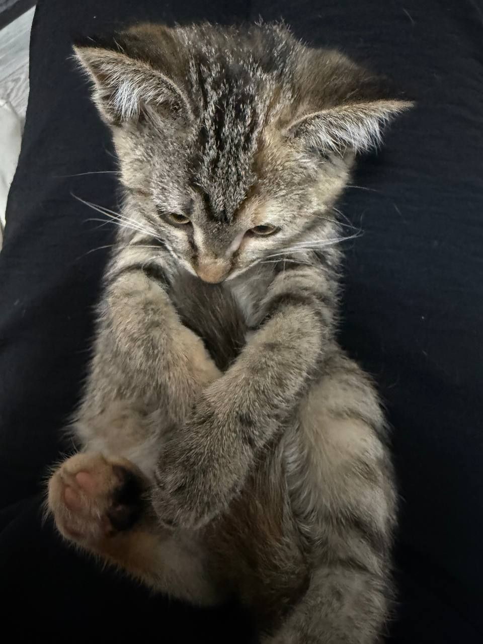Котенок в  добрые руки...
