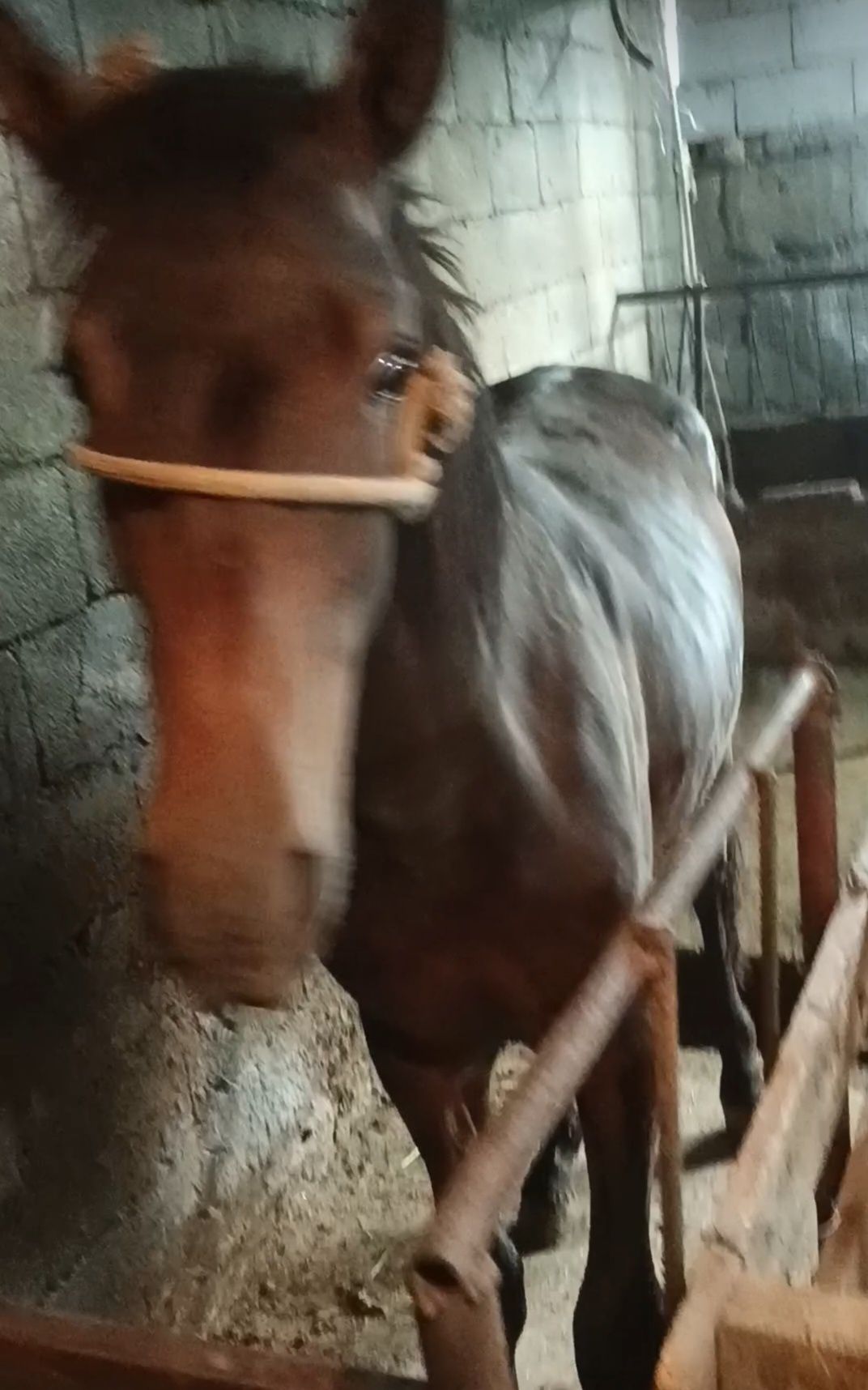 Продам коня на откорме