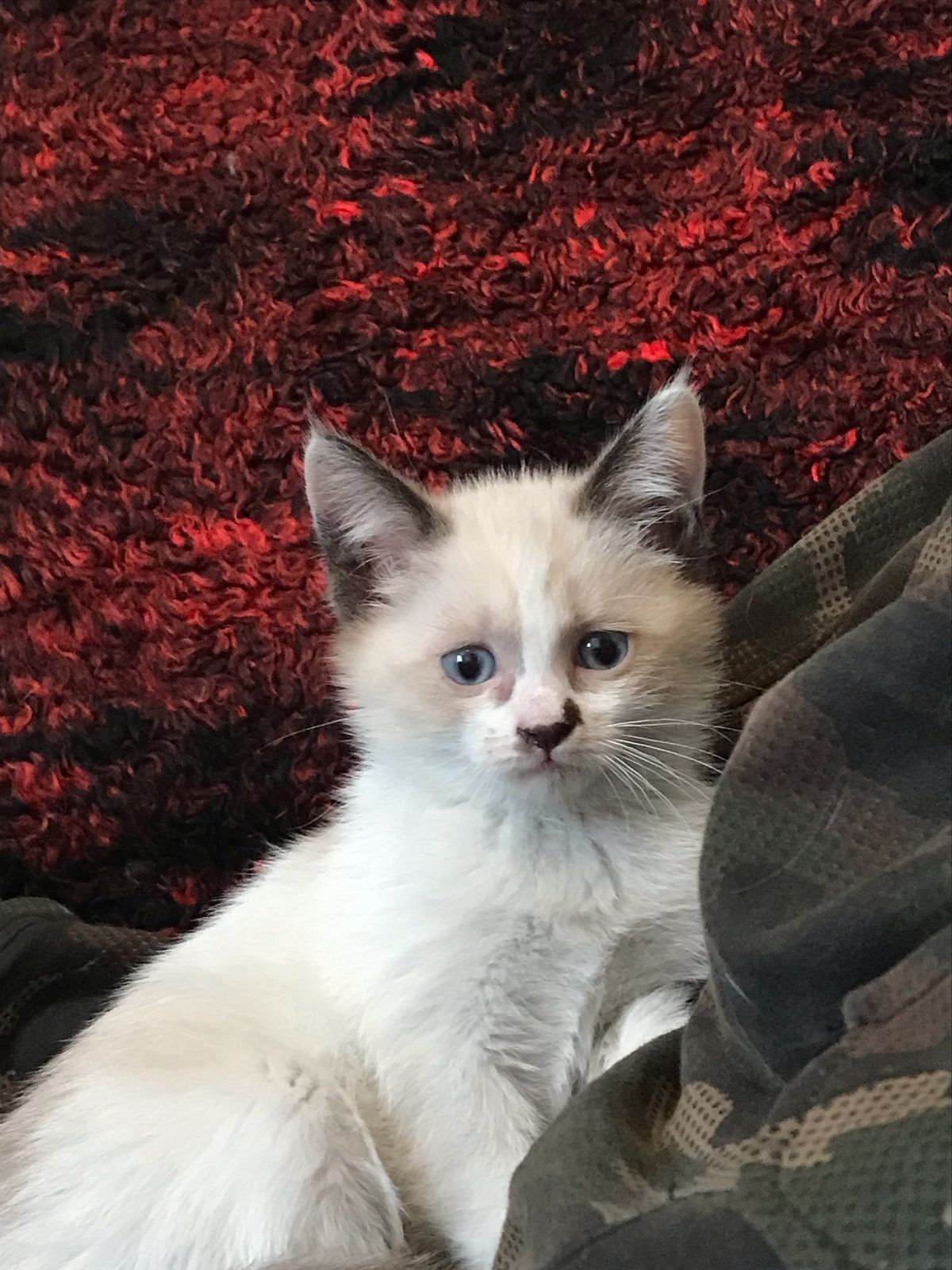 Котята, сиамские редгол и сиамские