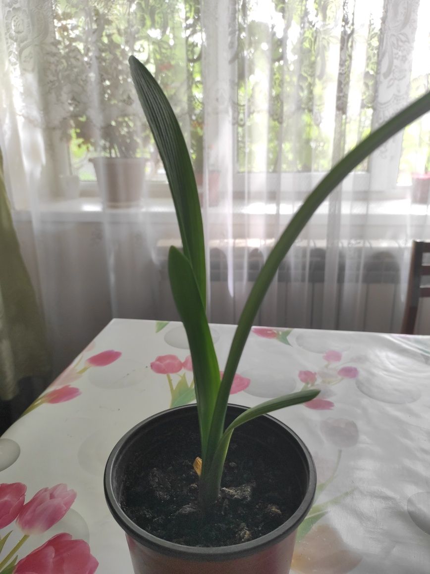 Кливия киноварная, комнатный цветок