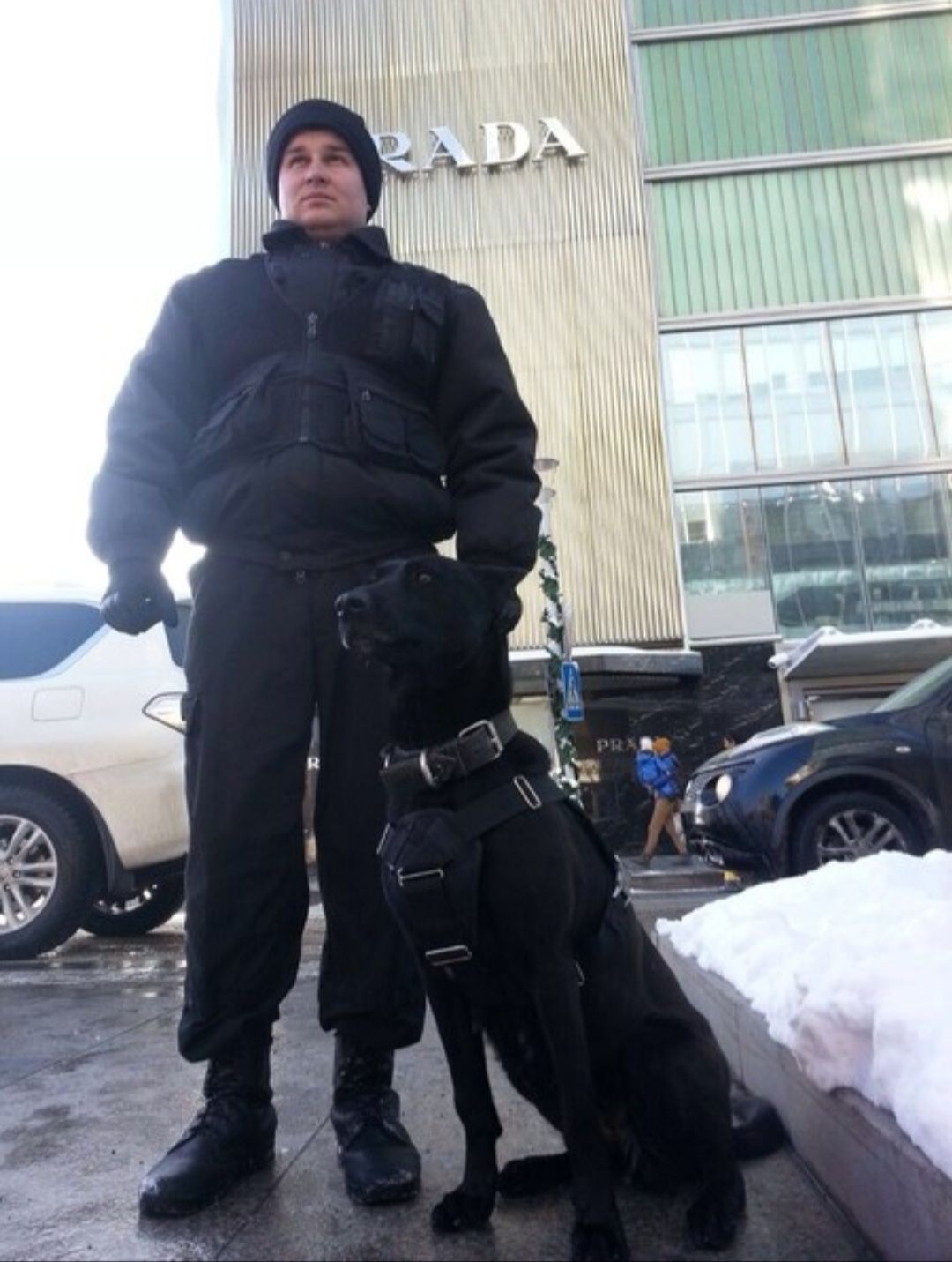 Дрессировка собак