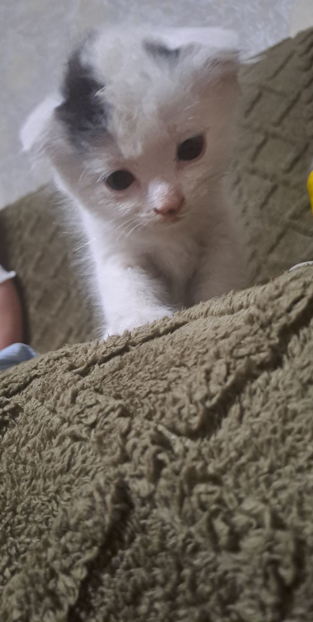 Отдам  котят вислоухие