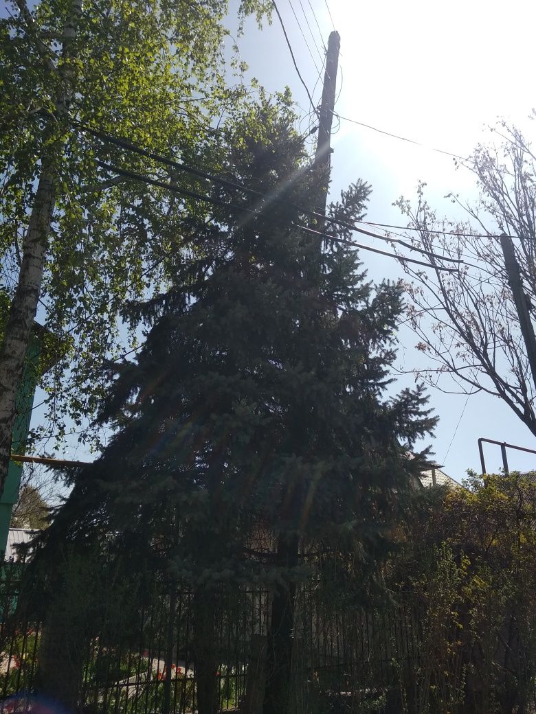 Голубая ель за 45000