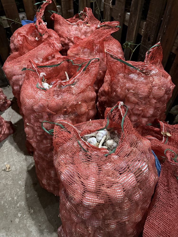 Продам Чеснок местный