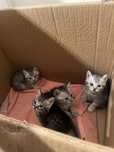 Котики, мысыктар
