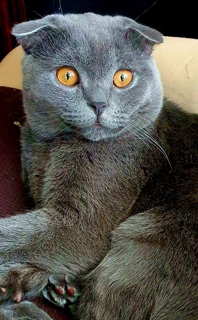 Котик ждет невесту,вязка,шотландец,скотиш фолд,вязка кота,вязка кошки