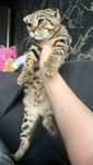 Котенок,продаю котика кошечку,бенгал