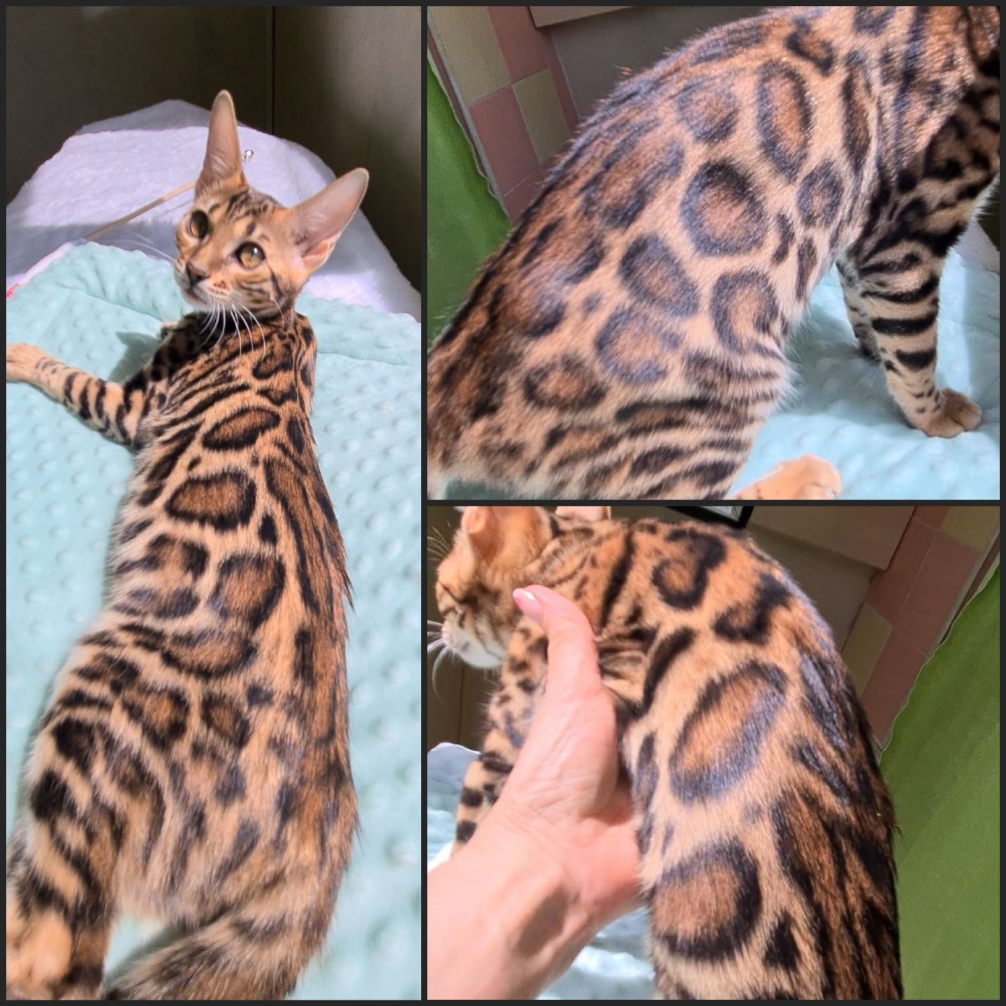 Бенгалы шоу класса
