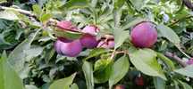 Продам саженцы плодовых культур.