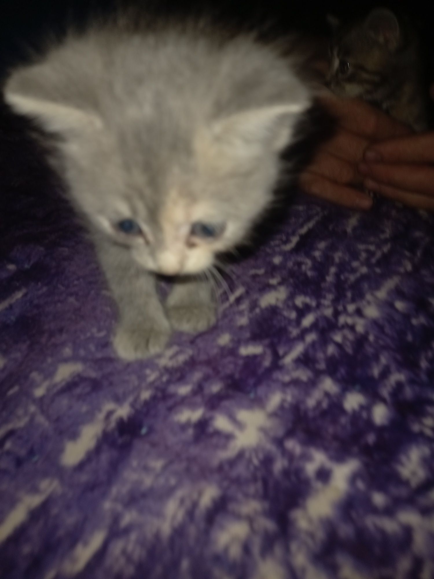 Отдам котят в доброе руки
