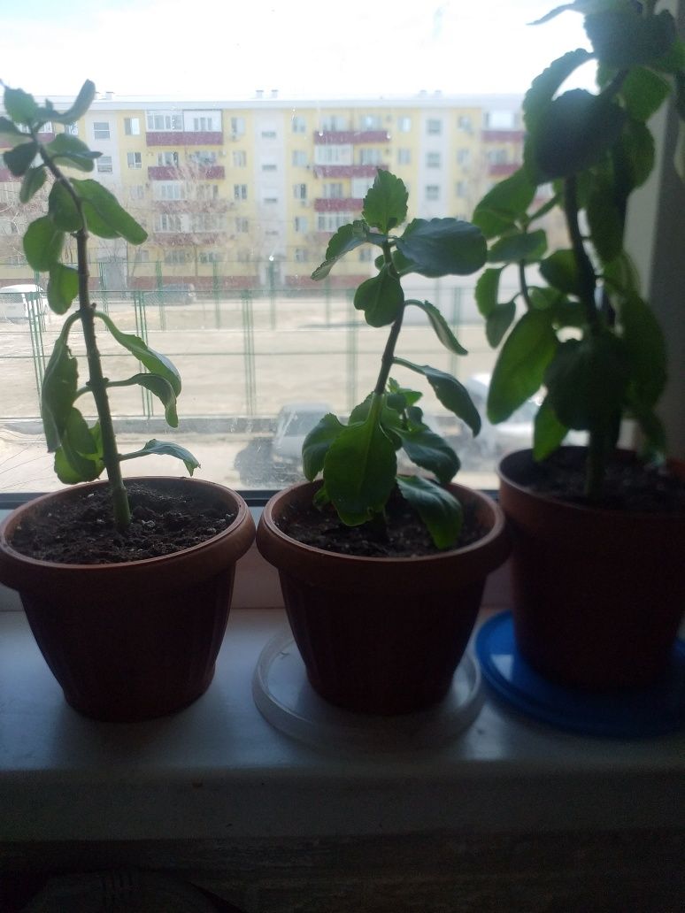 Цветы свежепосаженные