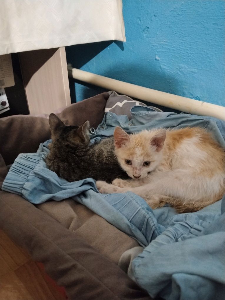 Отдам котят мальчики бесплатно