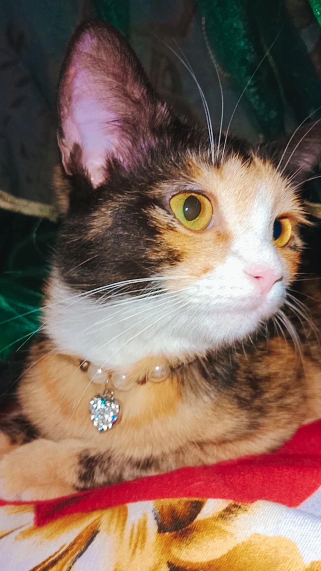 Шикарный красивый котенок