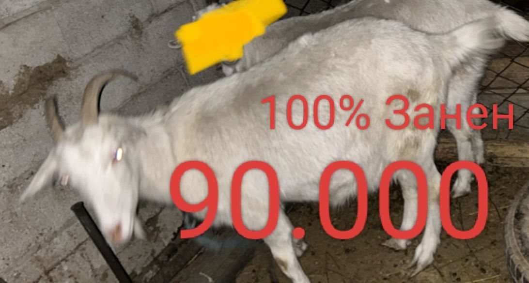 Продам чистокровный коз порода цены разные зависимости от возраста