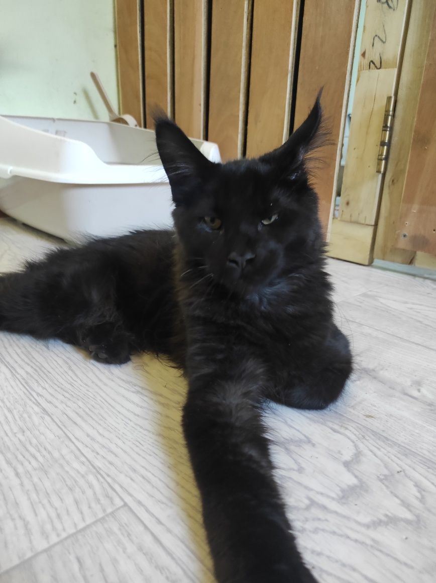 Котята мейн кун мальчики
