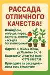 РАССАДА РАССАДА!!! Распродажа !!!