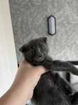Отдам котят вислоухие