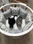 Отдам в хорошие руки 2 кошки