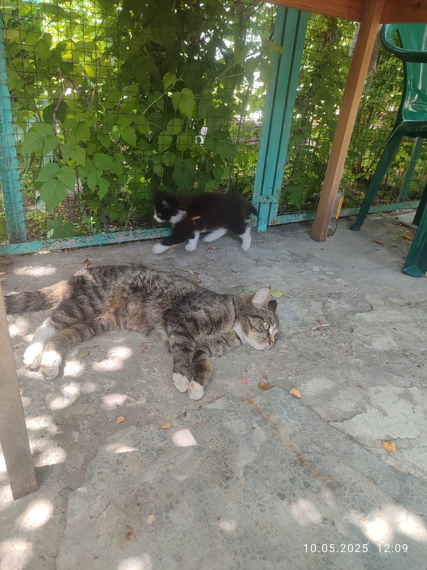 Отдам котенка девочку в хорошие руки.