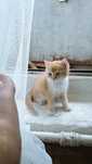 Британский котёнок шиншшила