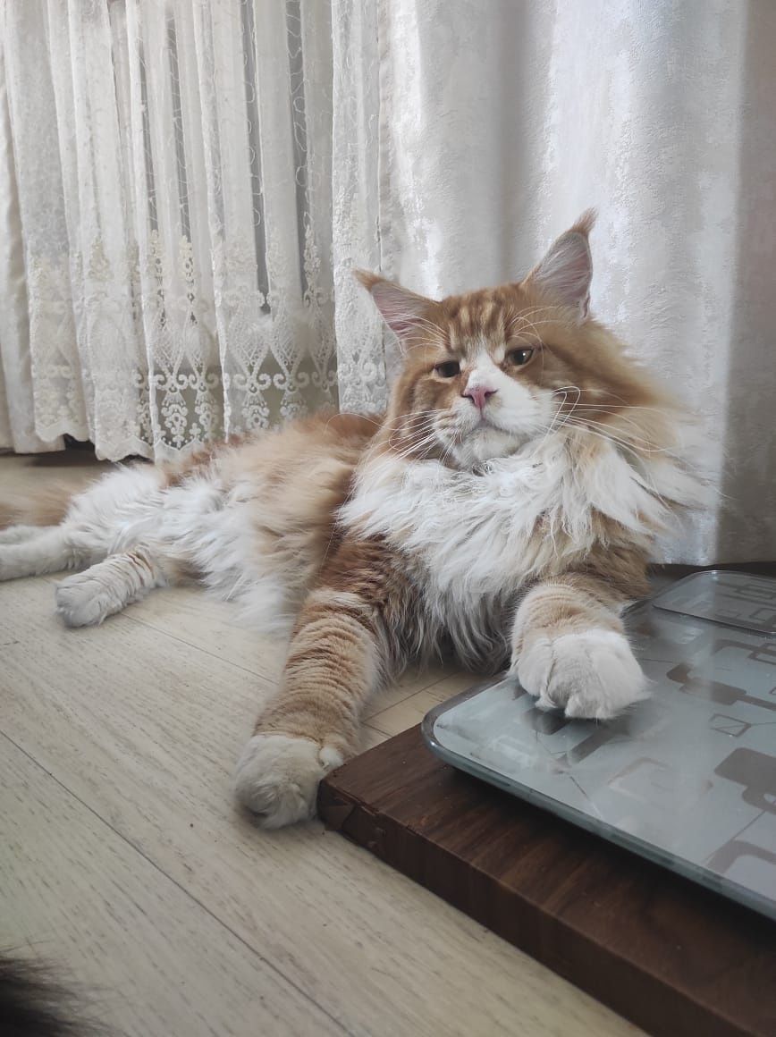 Котенок кошечка породы Мейн Кун
