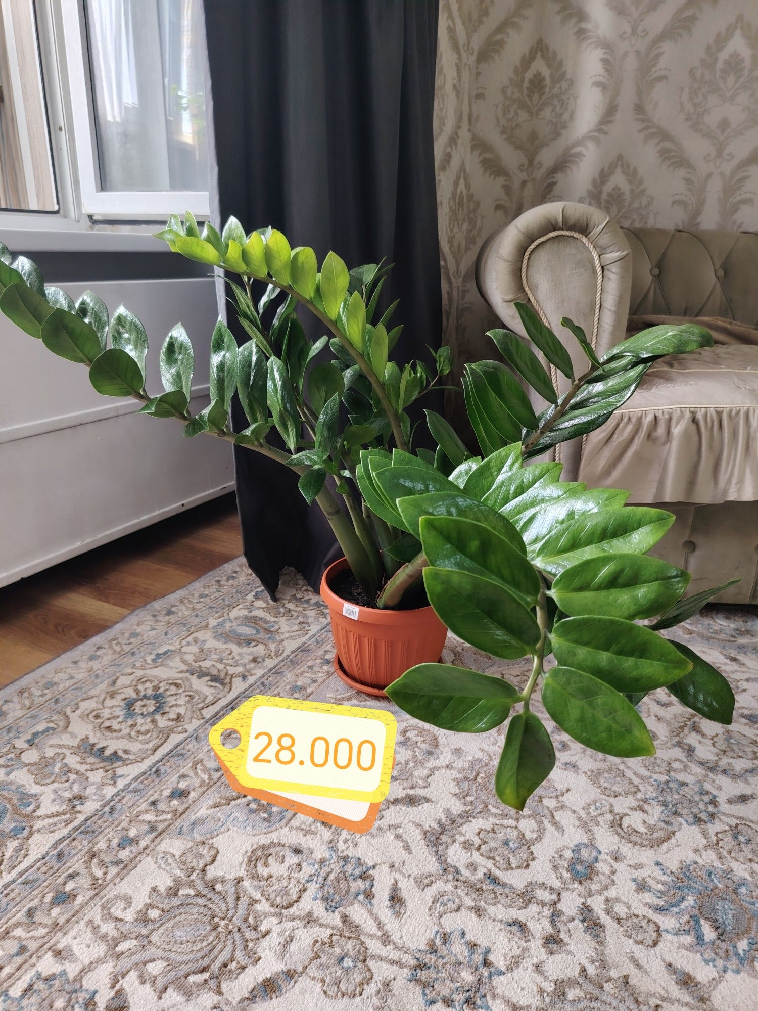 Долларовое дерево замиокулькас улькас
