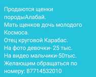 Продаются щенки породы Алабай