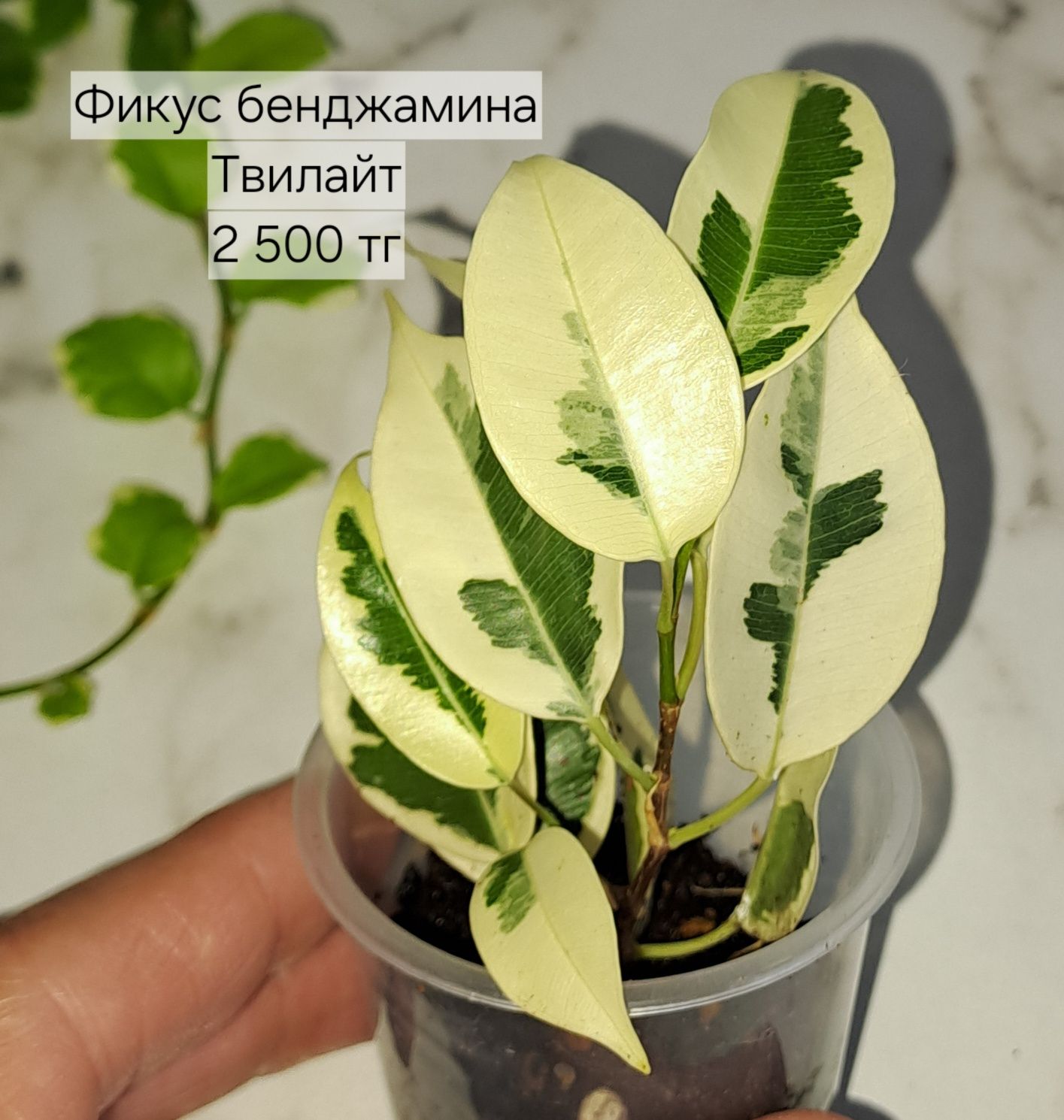 Сортовые фикусы, петит тинеке, альбомаргината,и др.