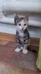 Котята район Бозарык