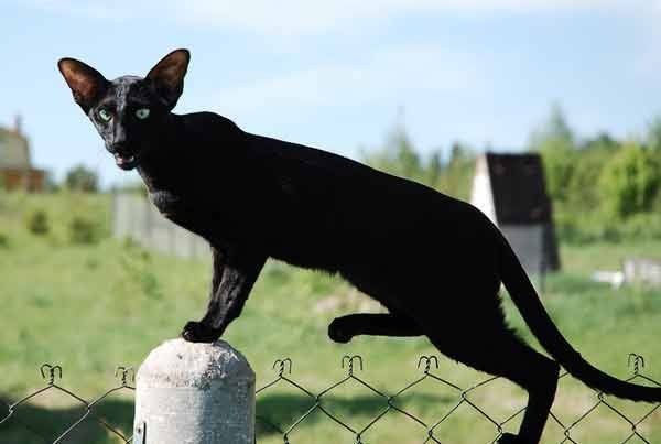 Ориентальные КОТЯТА!  Под резерв и Готовые!