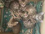 Бенгальские котята