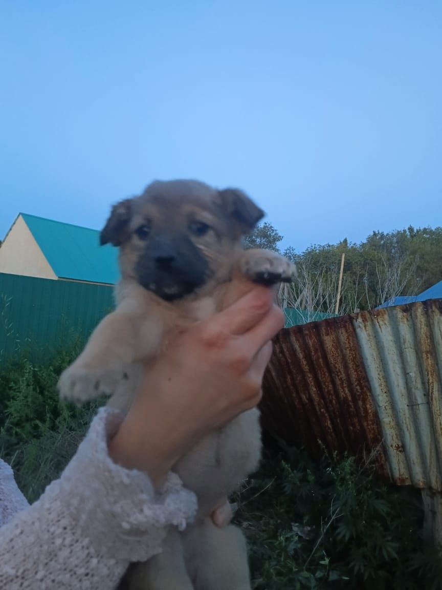 Отдам щенят в добрые руки