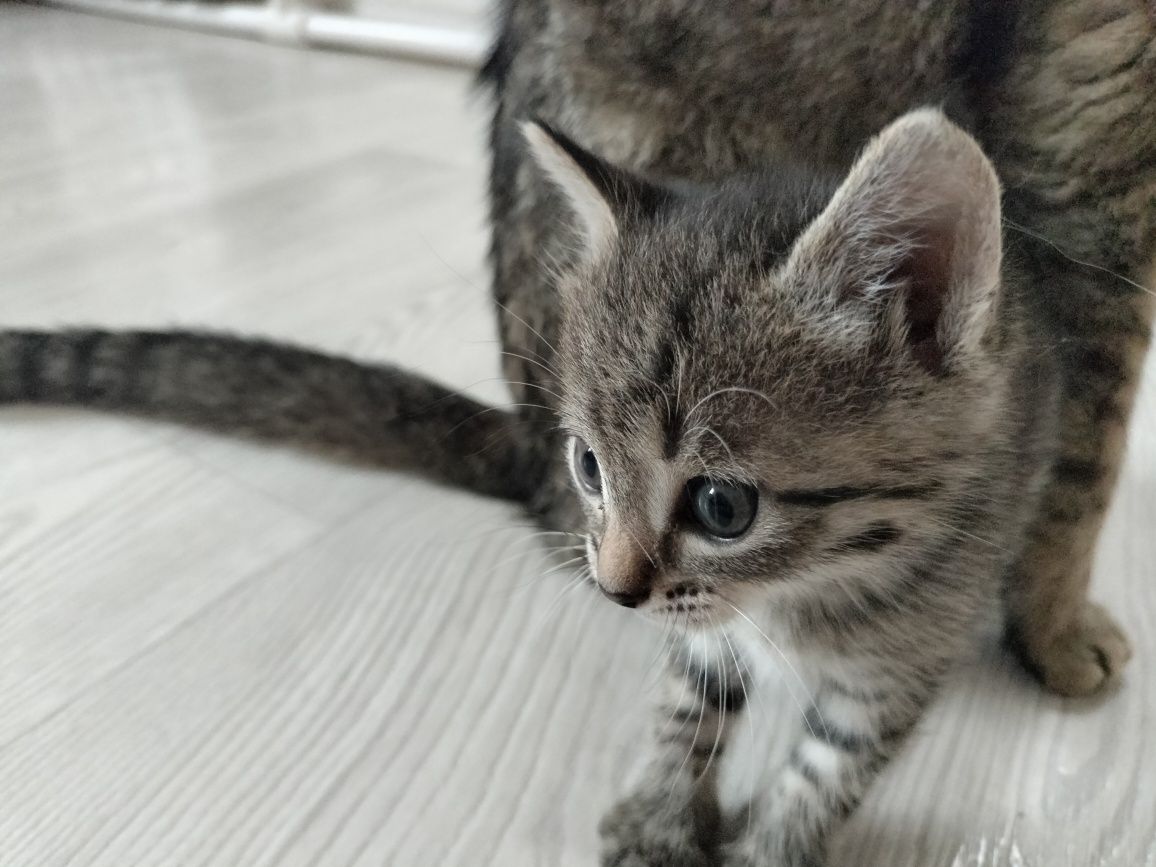 отдам даром котят и кошку