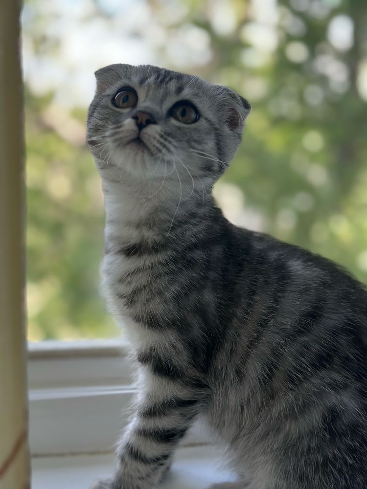 Продам котенка скоттиш