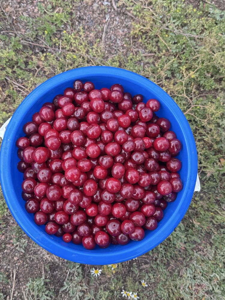 Продаю Вишню свежую, спелую, крупную
