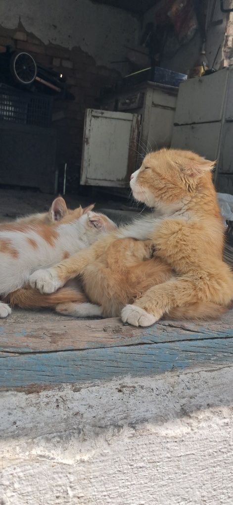 Котята мама скотиш фолд вислоухи