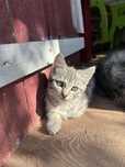 Отдам котят девочек.