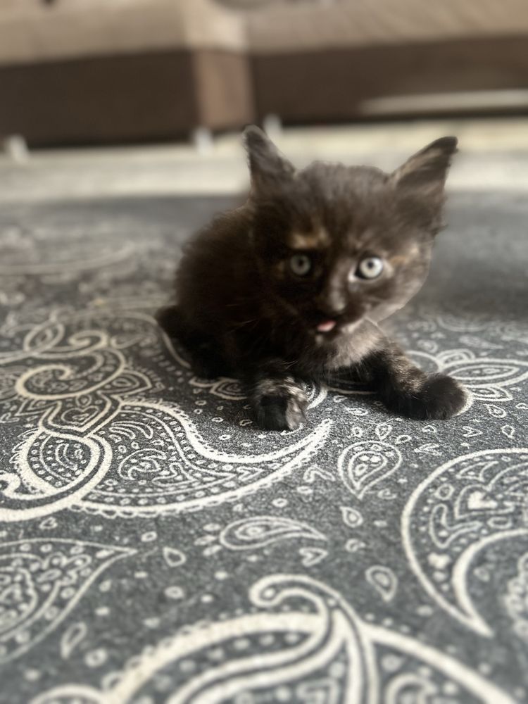 Отдам котят в хорошие добрые руки