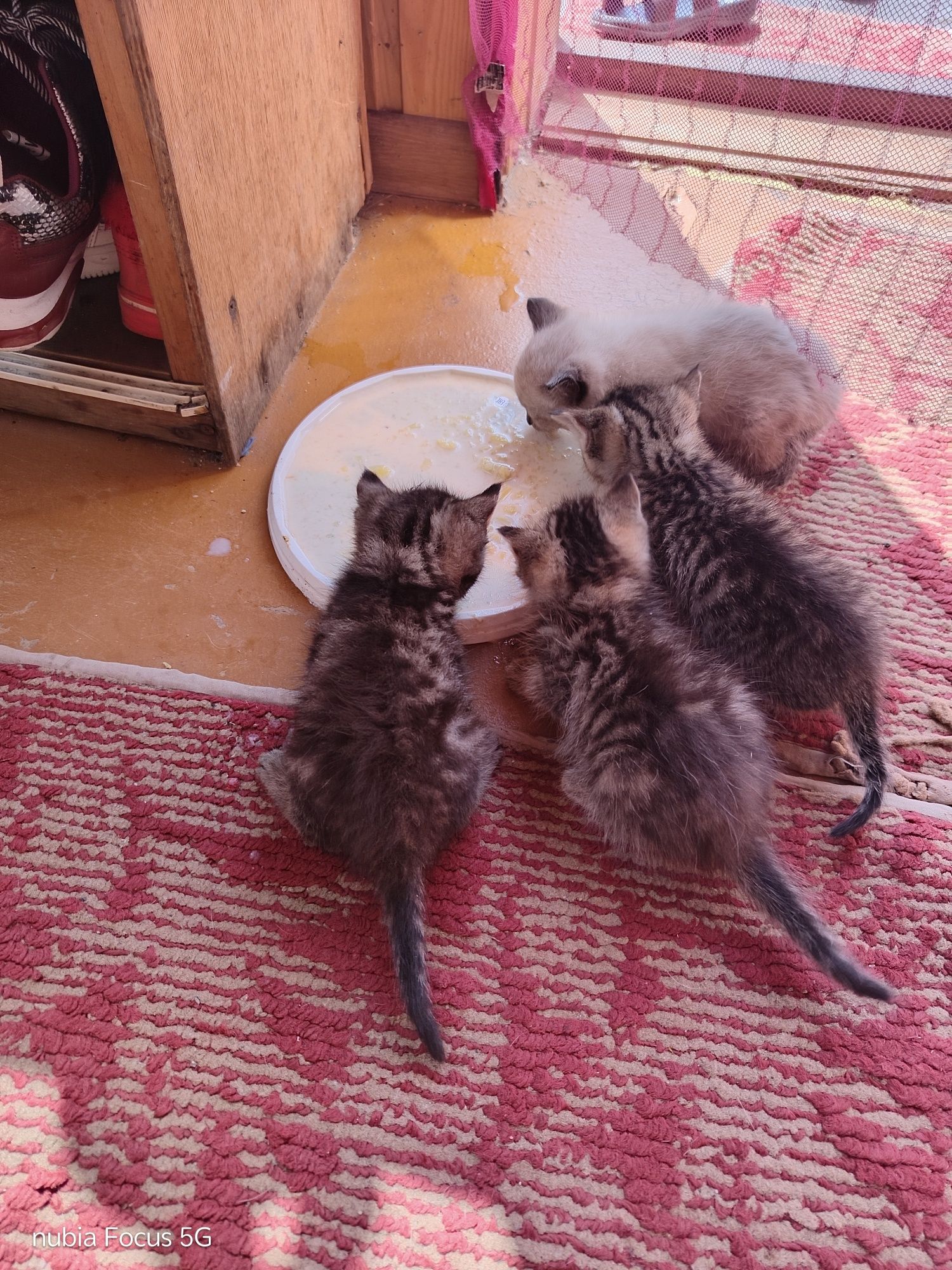 Отдам котят 2 мальчика,2 девочки