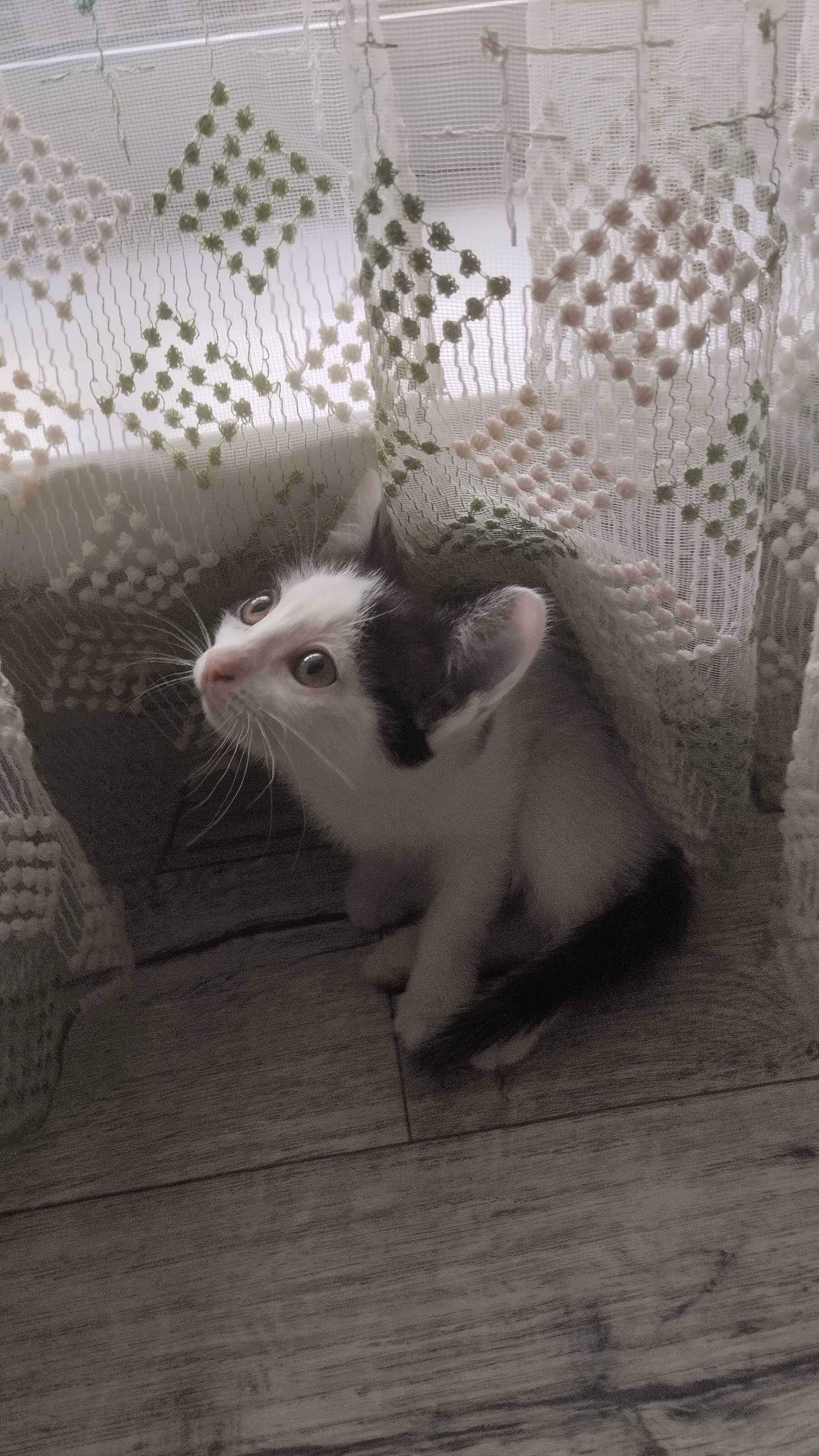 Отдам котят в хорошие руки