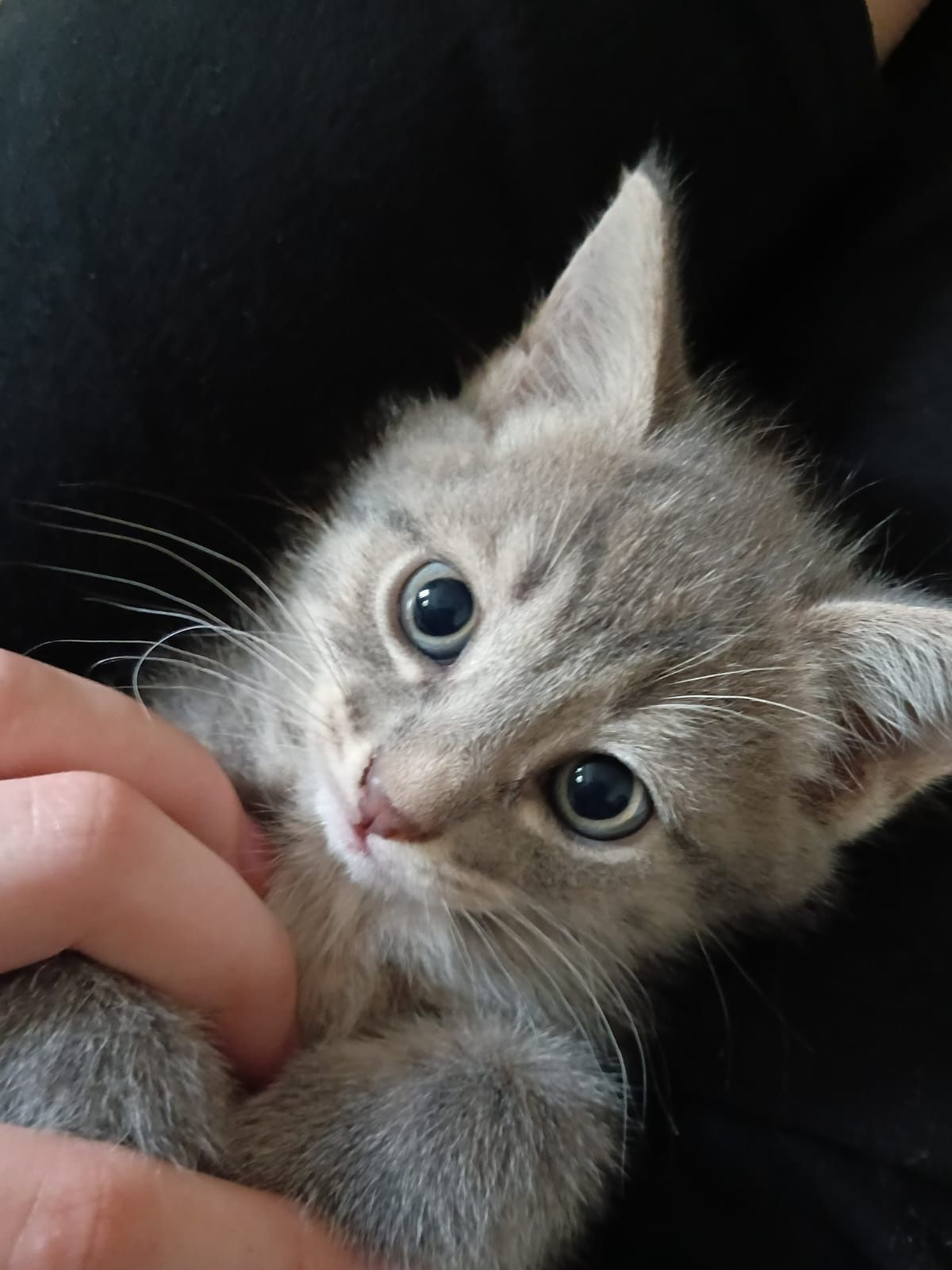 отдам котят в хорошие руки
