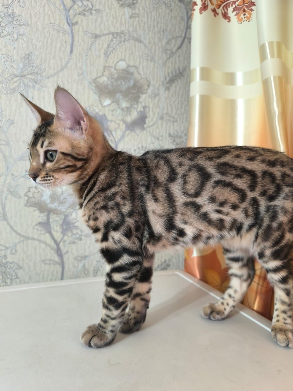 Бенгальские котики