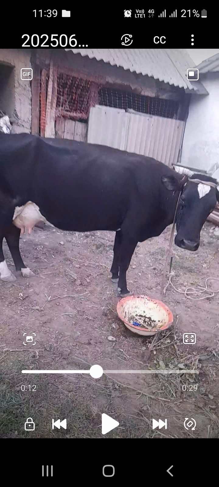 продаю корову с теленком