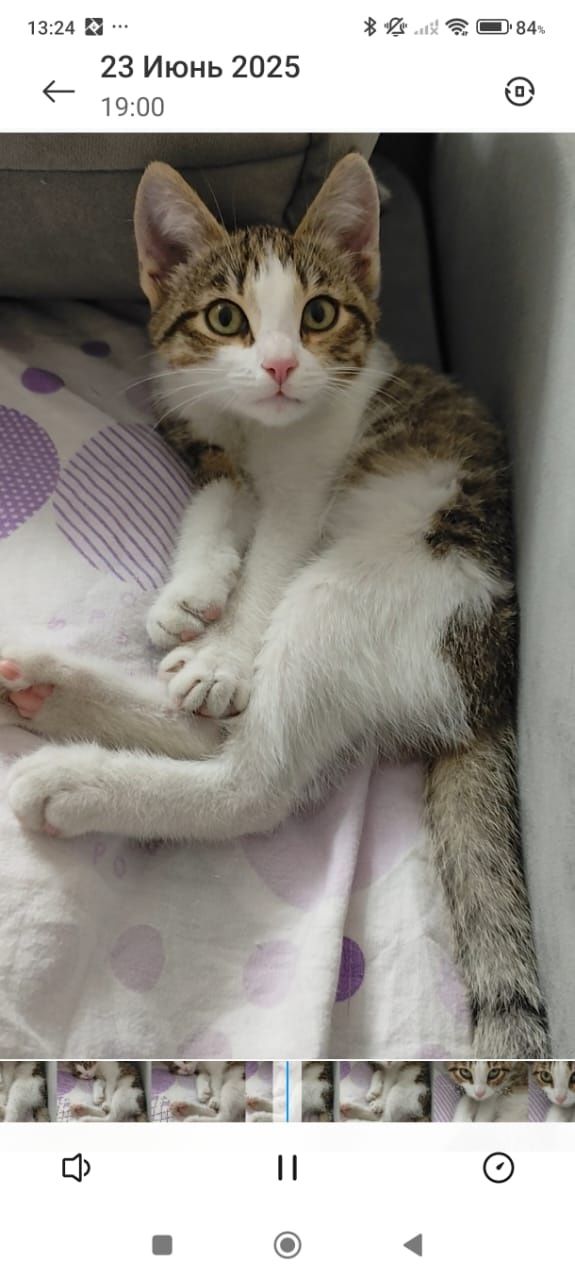 Очень красивый котёнок ищет дом