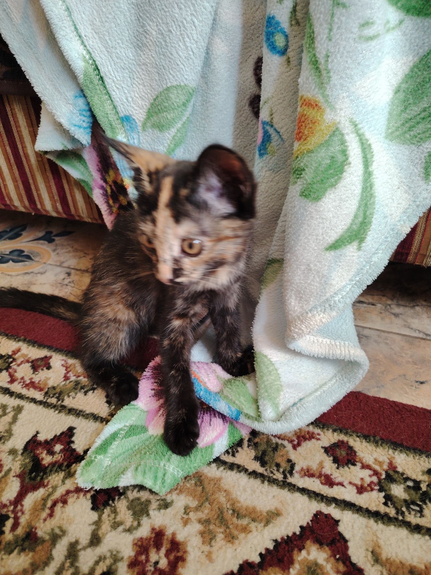 Отдам котят в хорошие руки