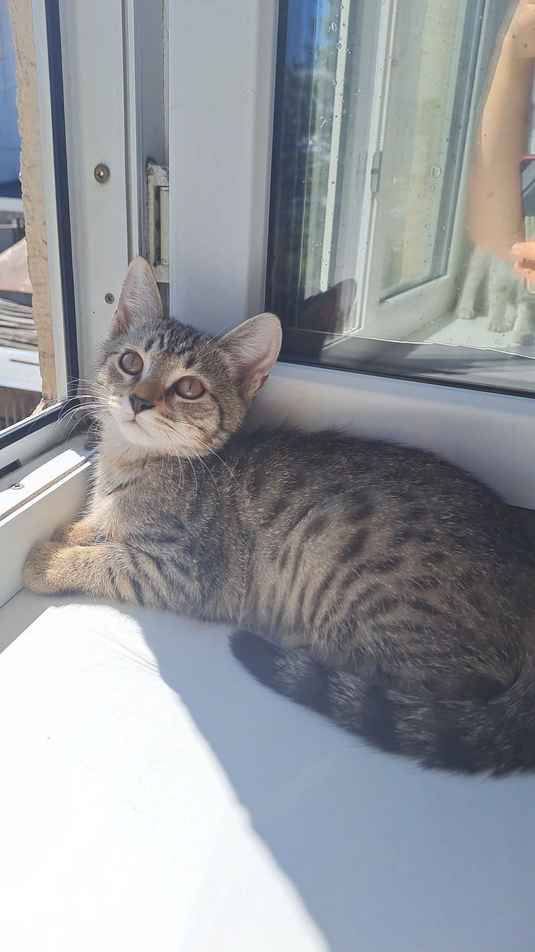 Котенок ищет семью