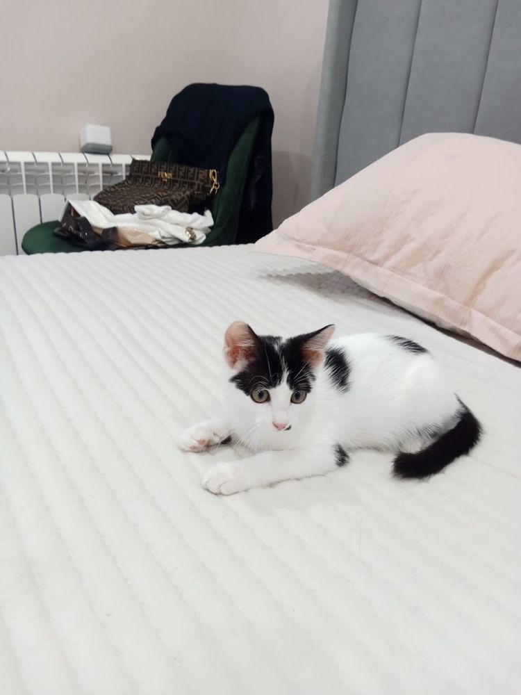 Отдам котенка в добрые руки